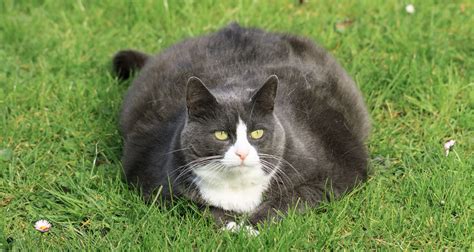 Is My Cat Fat or Just Big? – A Detailed Discussion